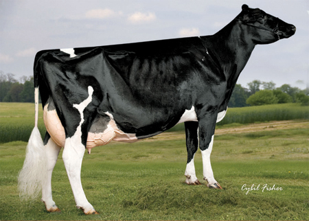 Savageleigh Licorice