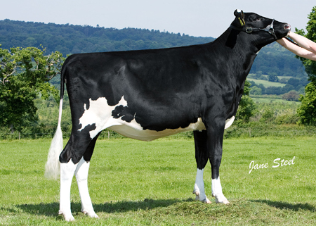 Ridgfield Gold Lust