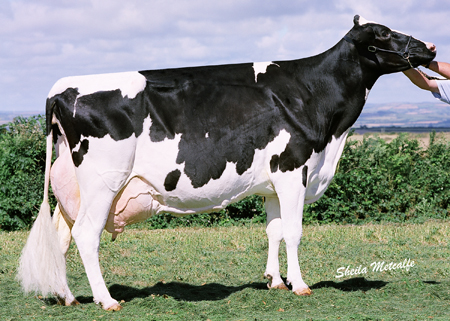 Topmark Rudolph Beauty