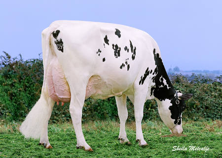 Cramar Leader F Lady