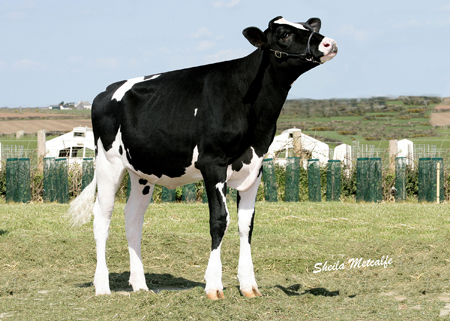 Smiddiehill goldwyn pledge