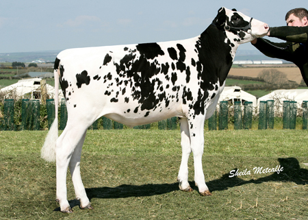 Sterndale Shottle Licorice