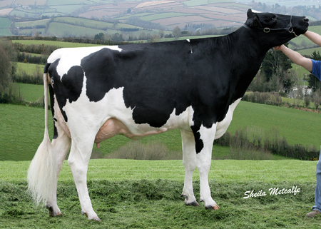 Riverdane Shottle Crimson