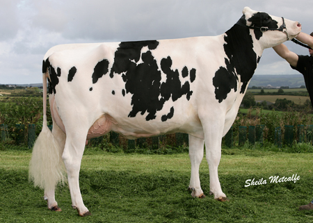 Riverdane shottle Ghost