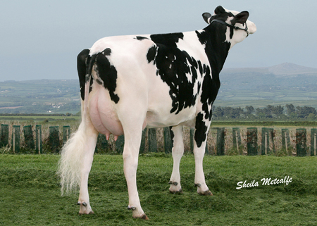 Riverdane Rose RC